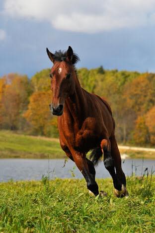 French Trotter